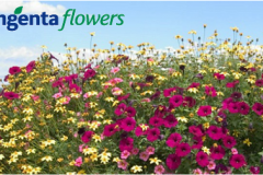 Syngenta Flowers, Inc.
